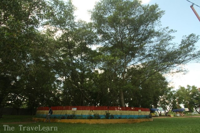 Pohon Cinta | Tree of Love of Pulau Kemaro