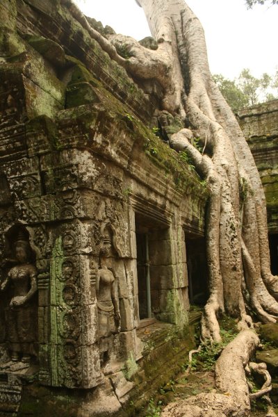 Ta Prohm and the Banyan Tree