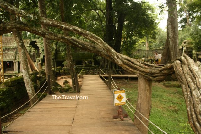 Tourists path at Ta Prohm