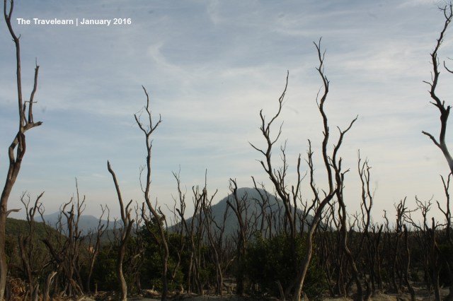 Hutan Mati, Gunung Papandayan