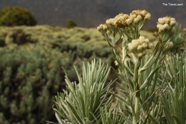 Bunga-bunga Edelweis di Tegal Alun, Gunung Papandayan