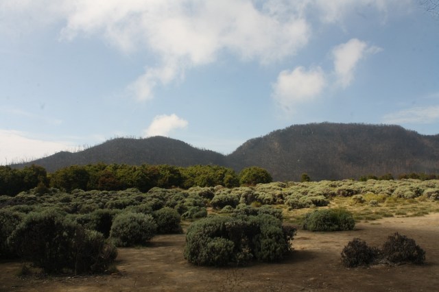 Tegal Alun, Gunung Papandayan