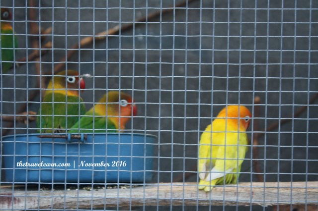 Kebun binatang kecil di rooftop Grand Tjokro