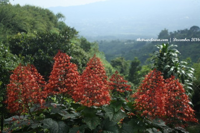 Bunga-Bungaan di Area Curug Putri Pelangi, Bogor